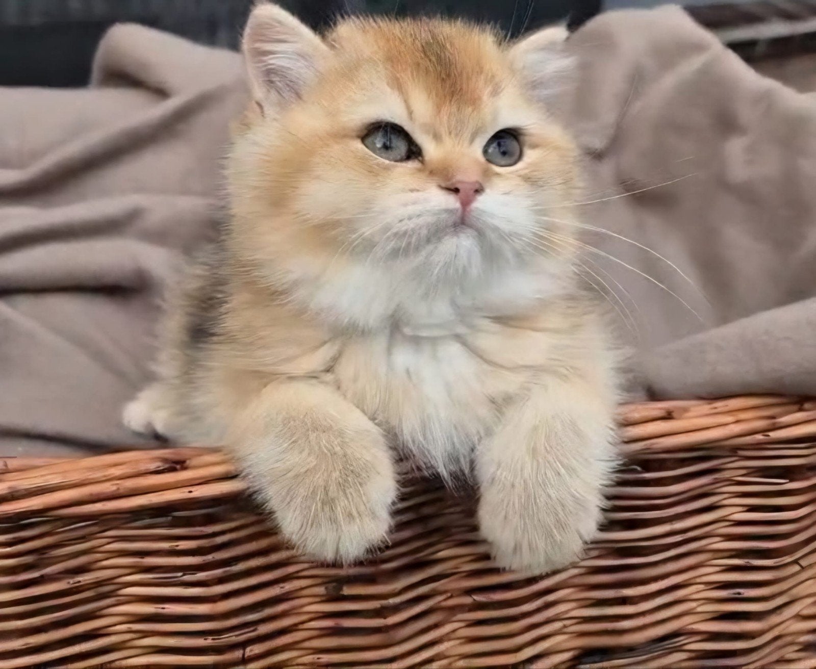 Britse korthaar kittens golden, Meerdere dieren, Ontwormd, 0 tot 2 jaar