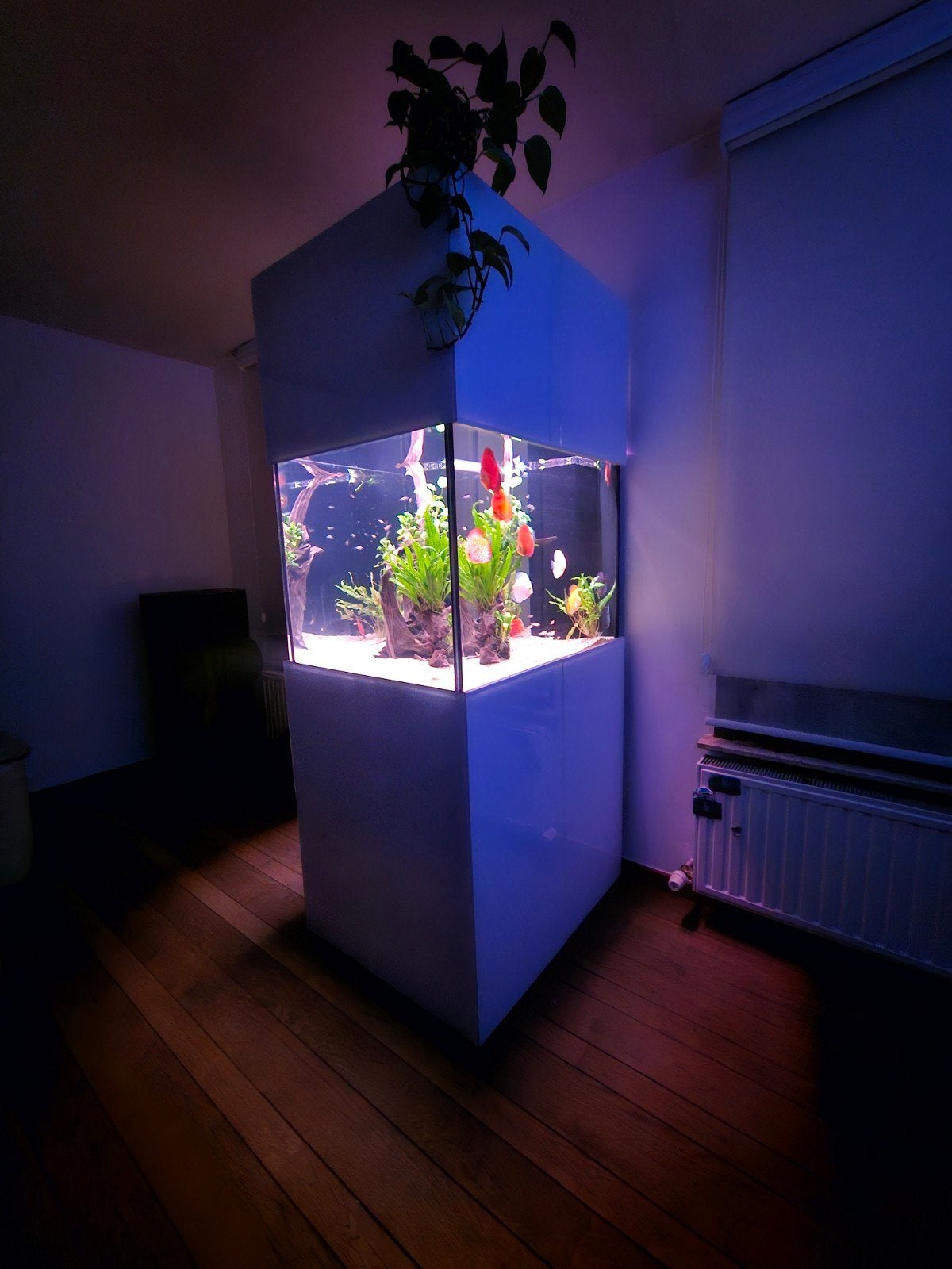 aquarium zoet of zoutwater van aqualife Belgie, Ophalen, Zo goed als nieuw, Leeg aquarium