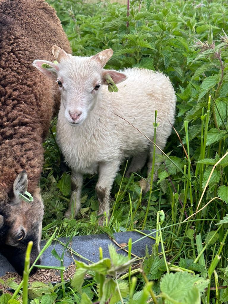 Ram lam mix, Mannelijk, Schaap