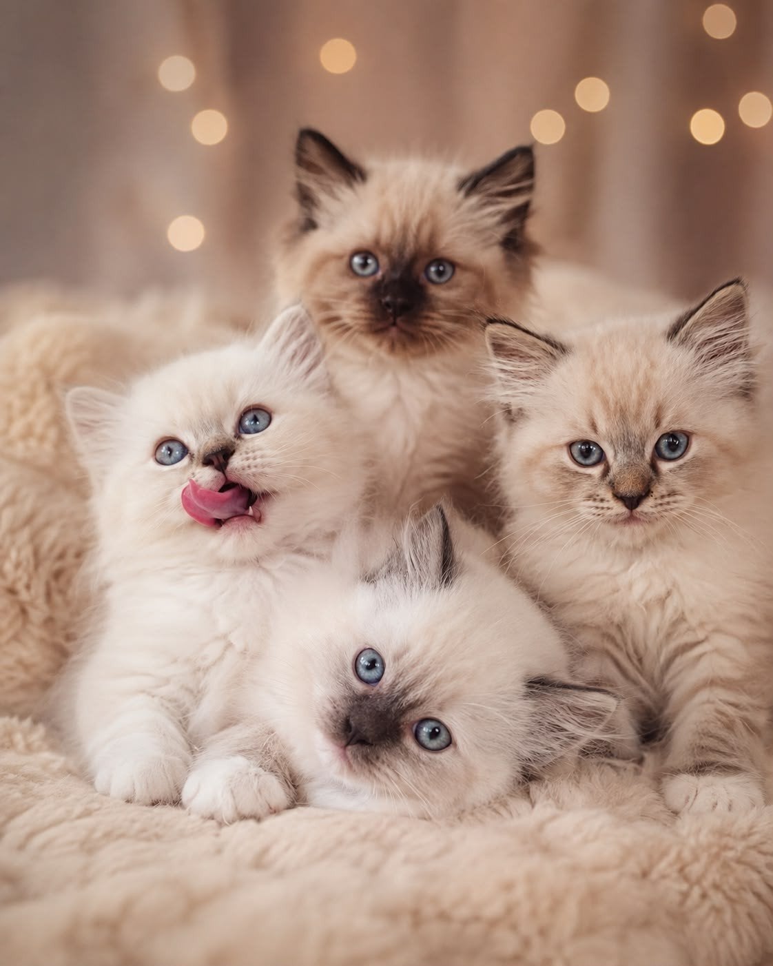 ragdoll kittens, Dieren en Toebehoren, Meerdere dieren, Gechipt, 0 tot 2 jaar