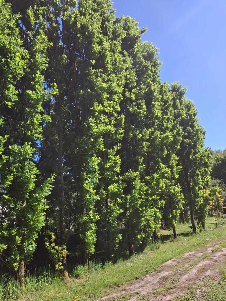 Grote zuileik - Quercus robur 'Fastigiata Koster' | 7+ meter, Tuin en Terras, Planten | Bomen, Zuilboom, 400 cm of meer, Volle zon