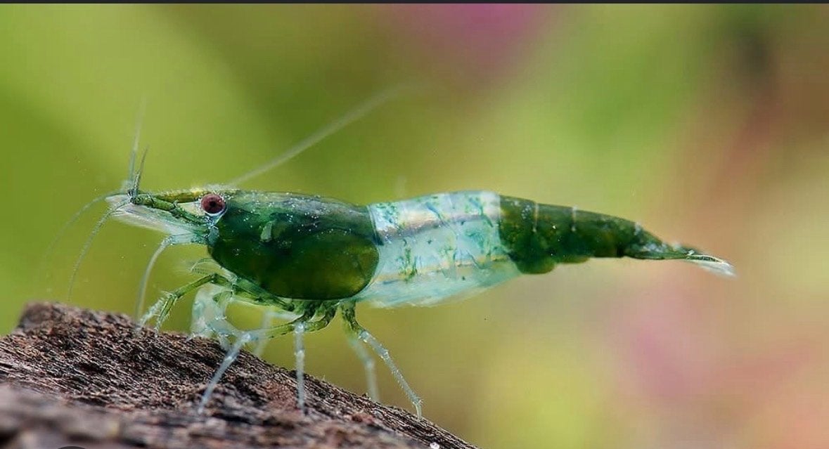 Groene Rili garnalen, Kreeft, Krab of Garnaal