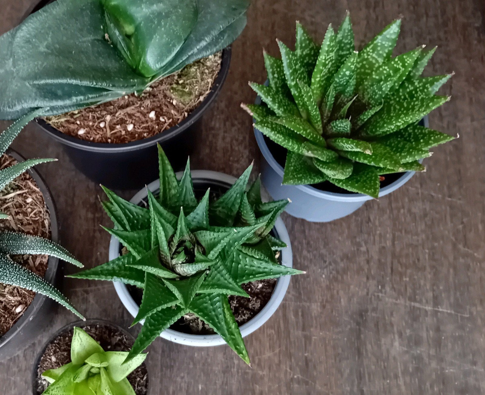 Haworthia/gasteria 10-15cm, Ophalen, Vetplant, In pot, Minder dan 100 cm