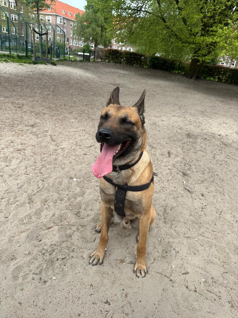 K9 luister goed is rustig en vriendelijk, Dieren en Toebehoren, 6 jaar of ouder, Rabiës (hondsdolheid), Handelaar, Buitenland