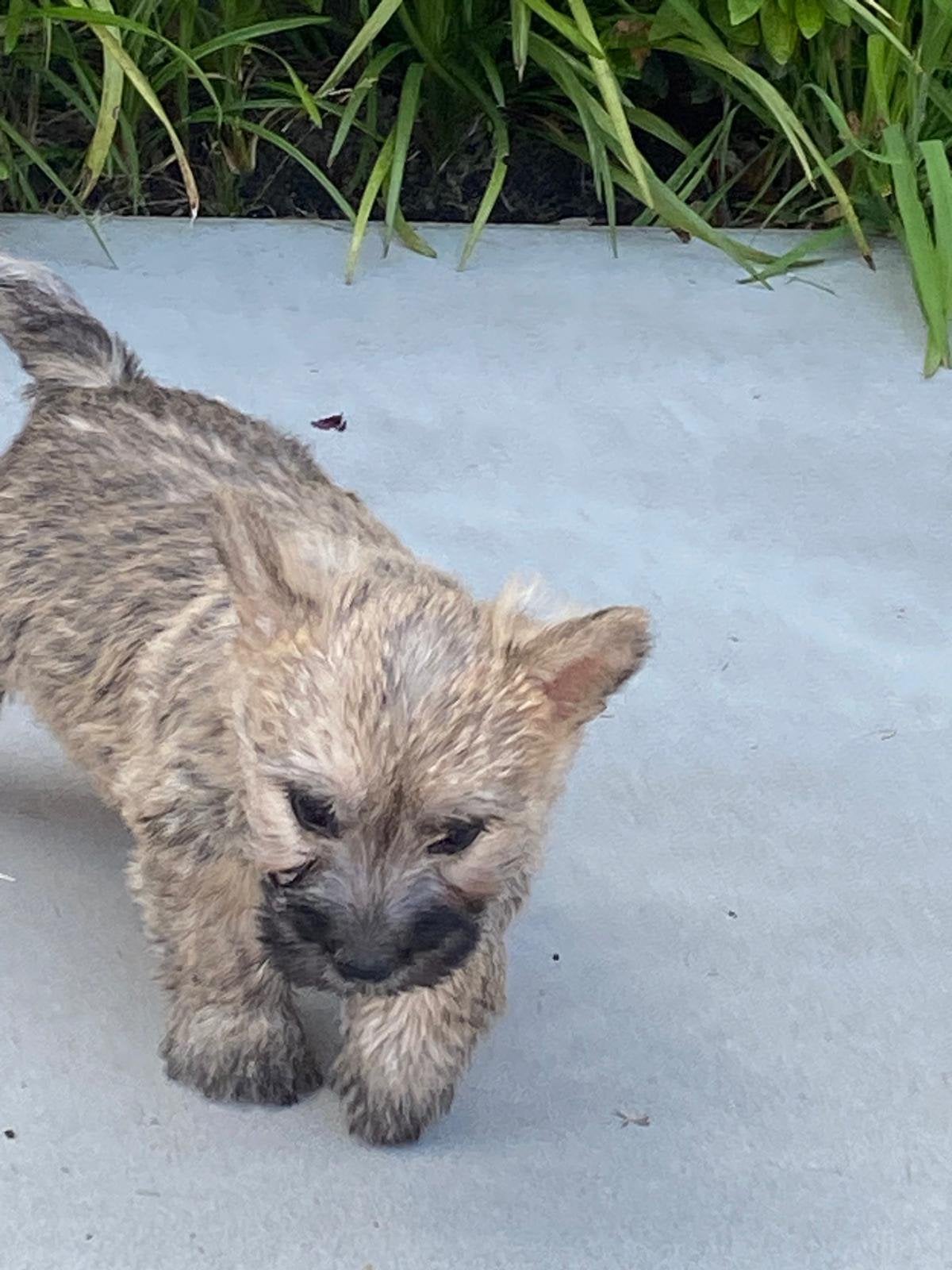 Cairn terrier, Dieren en Toebehoren, Honden | Jack Russells en Terriërs, Meerdere dieren, Overige rassen, Fokker | Professioneel