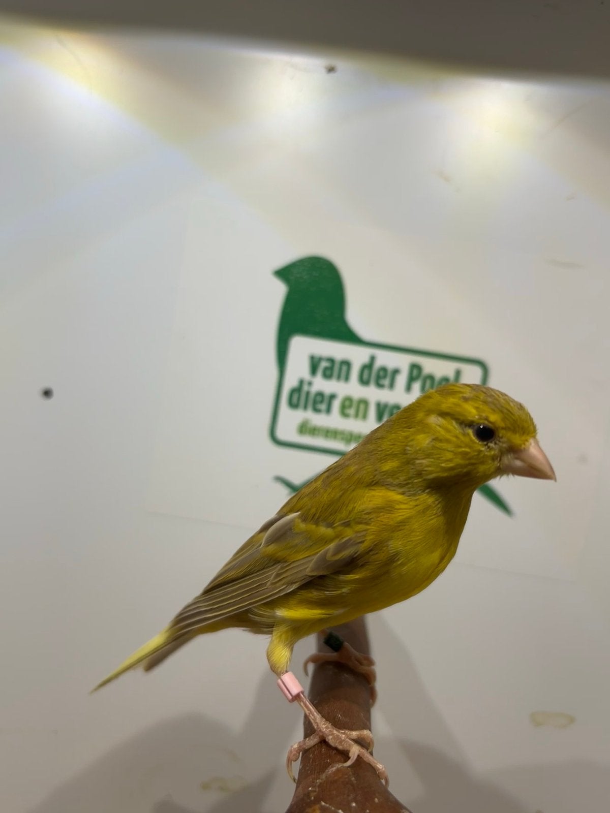 Raza espagnol, Dieren en Toebehoren, Meerdere dieren, Postuurkanarie