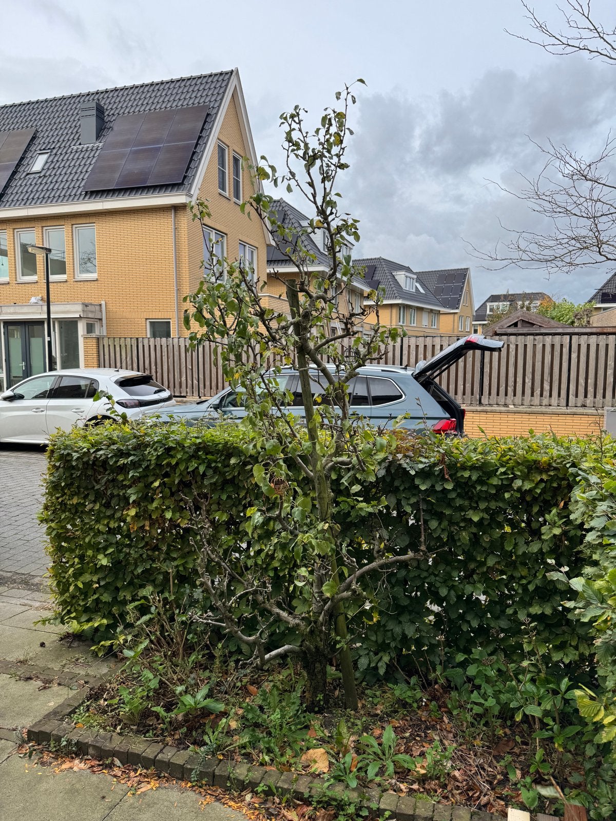 Oude perenboom gratis af te halen - zelf uitgraven, Ophalen, 100 tot 250 cm, Perenboom