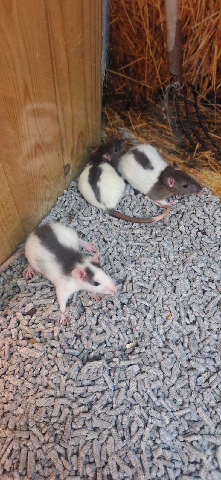 Lieve jonge ratten, Dieren en Toebehoren, Knaagdieren, Vrouwelijk, Rat, Mei, Tam