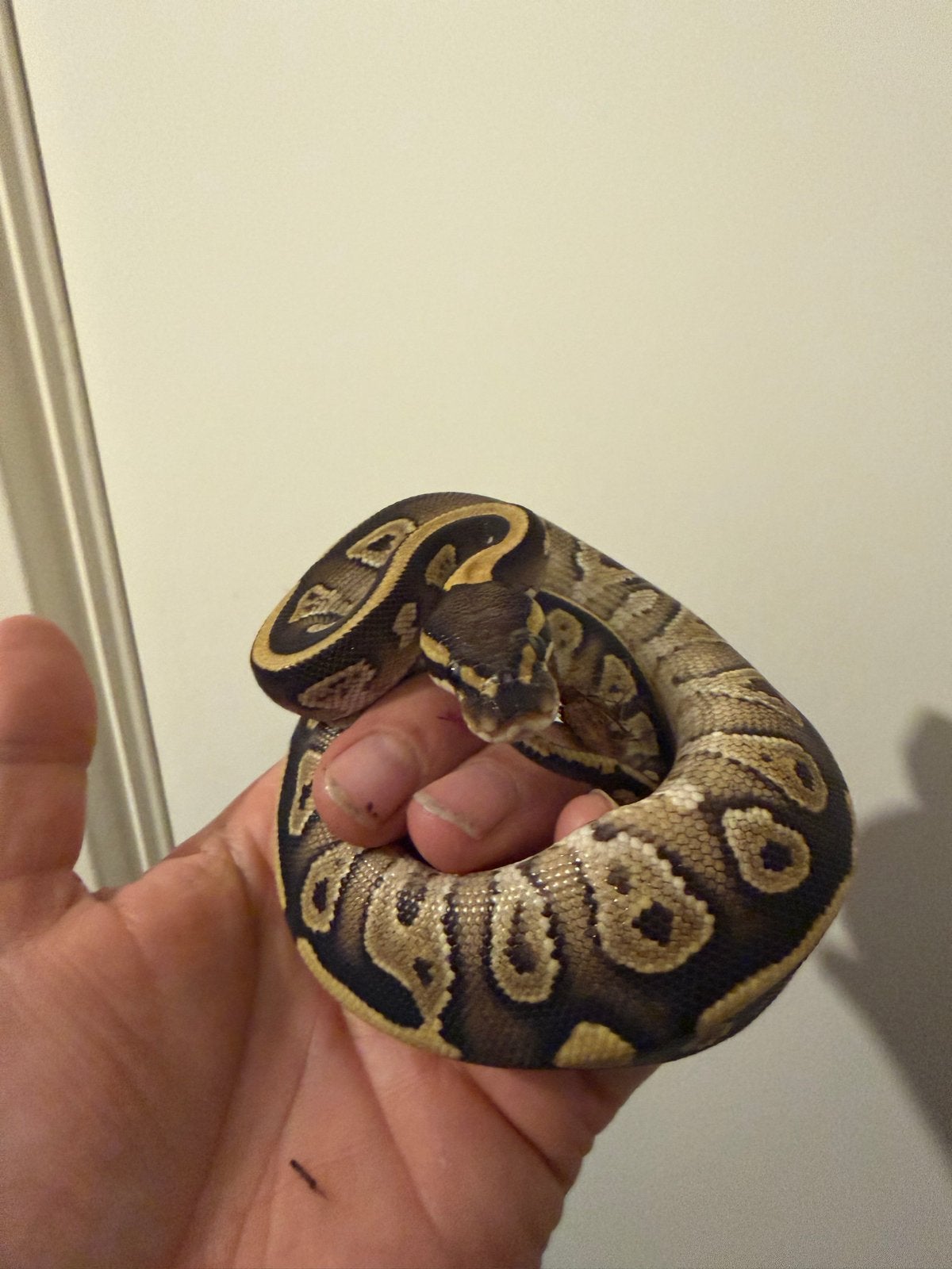 1.0 Ballpython / Regius