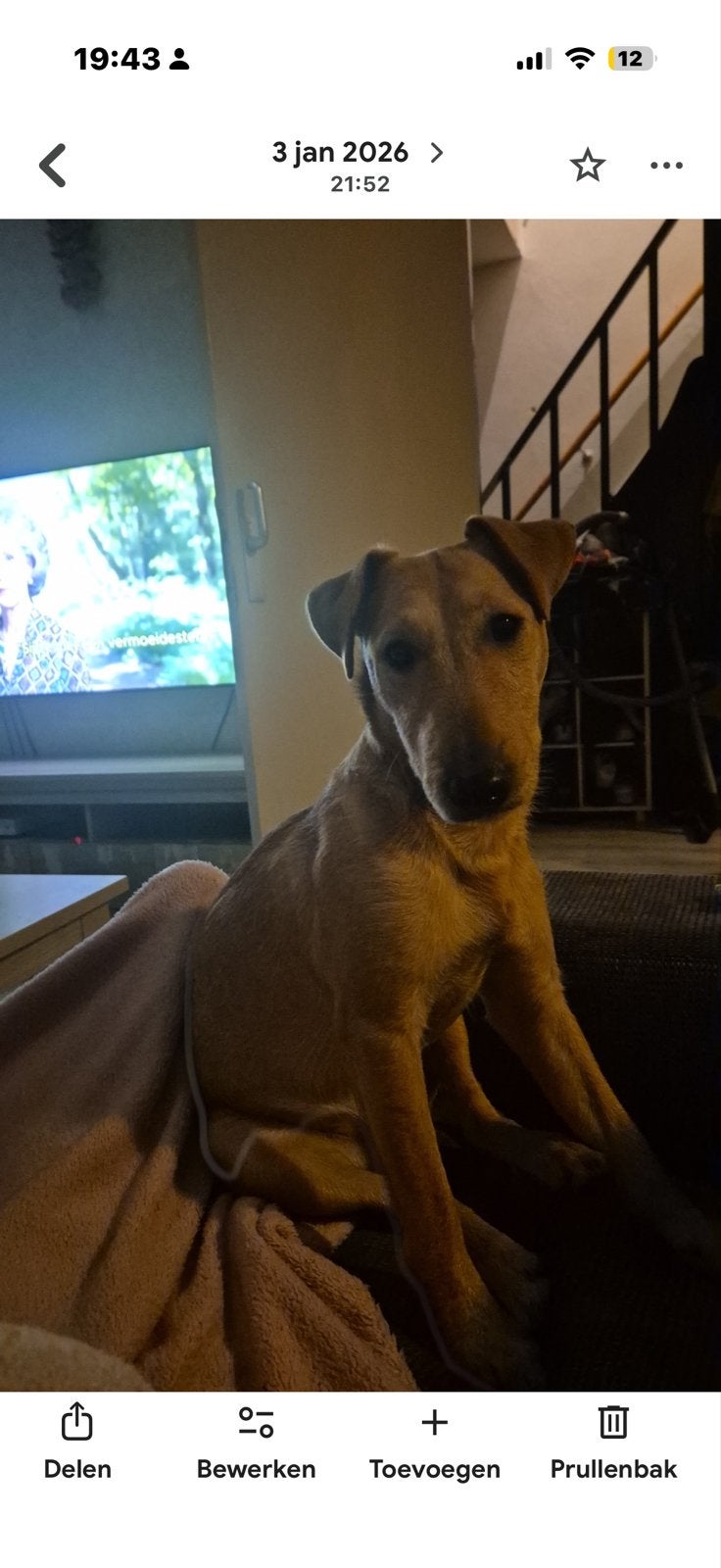 Duits jacht hondje, Dieren en Toebehoren, Honden | Niet-rashonden, 1 tot 2 jaar, Teef, Parvo, Eén hond