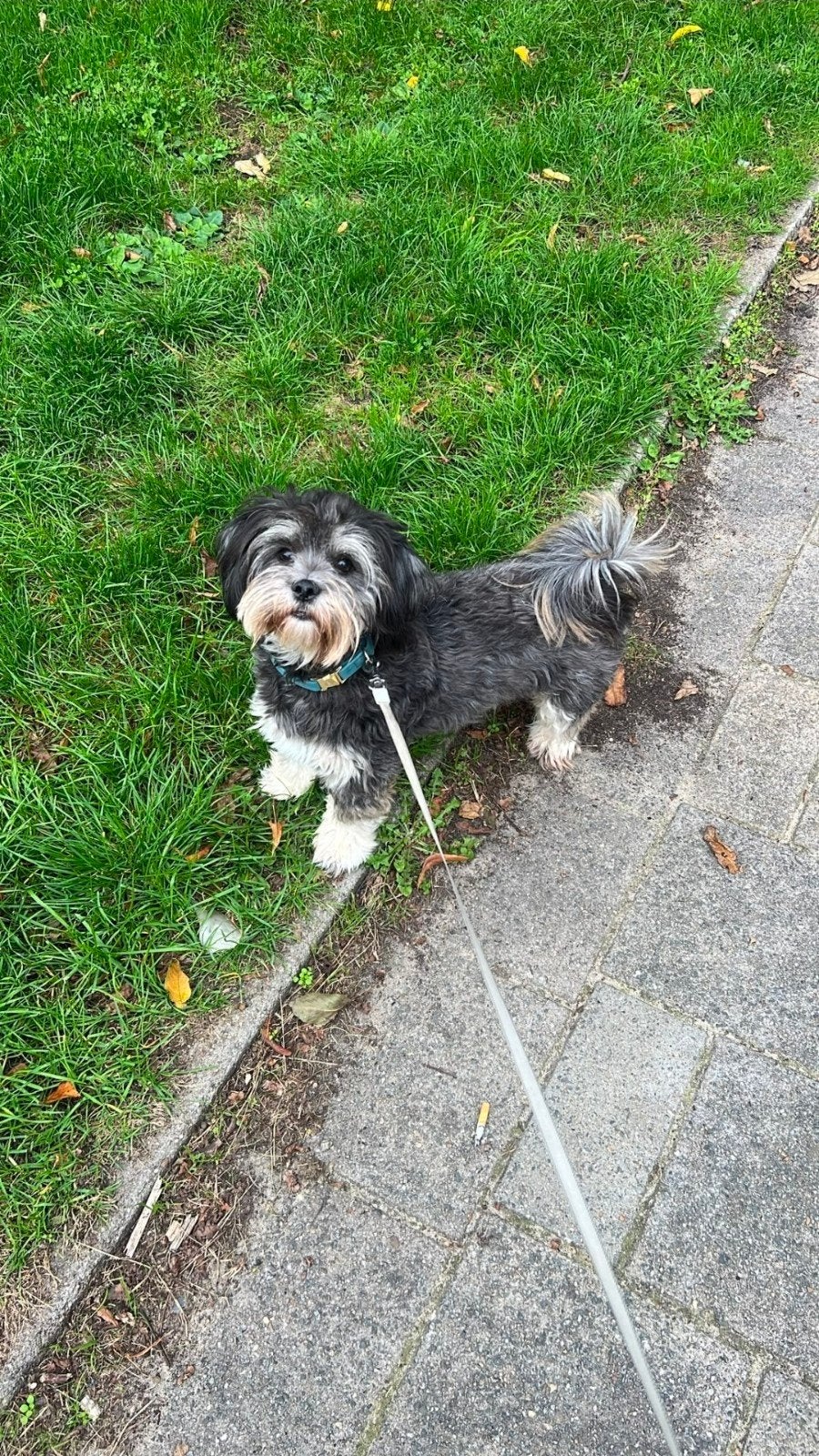 Boomer 1 jaar oud, Dieren en Toebehoren, 15 weken tot 1 jaar, Teef, Eén hond, CDV (hondenziekte)