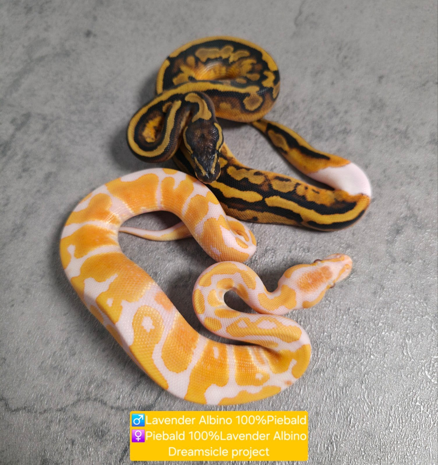 Ballpythons/Koningspythons/Python Regius 2026 Ball Python photo 2