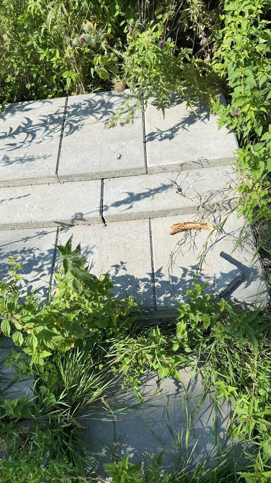 Gratis af te halen: Tuintegels en grote boomstronk, Ophalen, Gebruikt, Minder dan 5 m², Beton