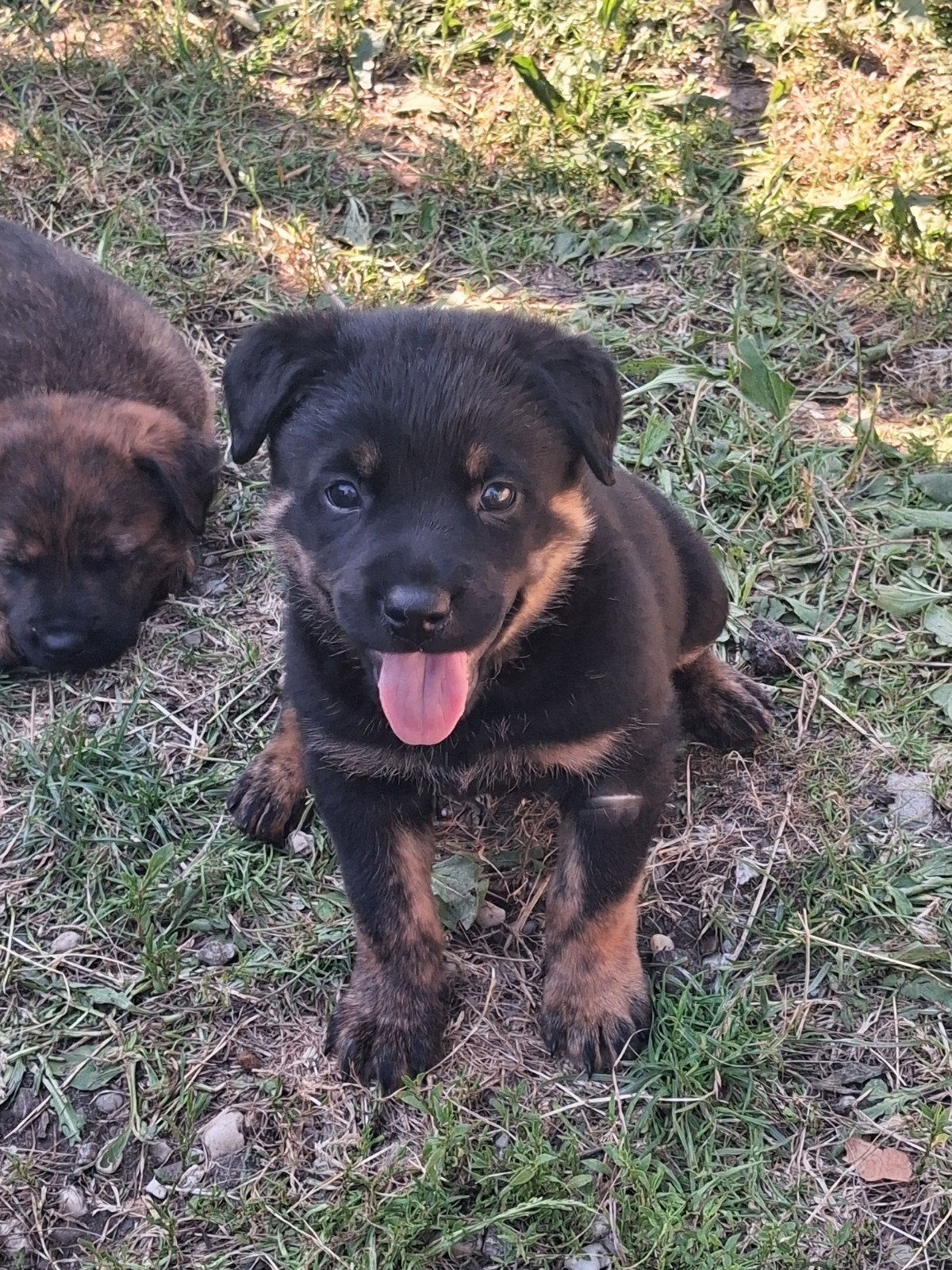 Lieve Rottweiler × Mechelse/Hollandse herder pups, 8 tot 15 weken, Meerdere, Meerdere dieren, Nederland