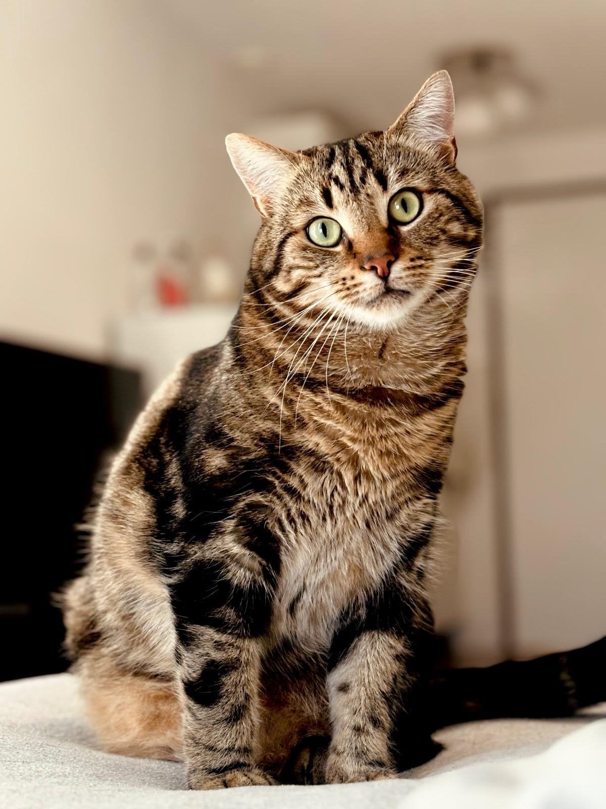 Simba Kat, Dieren en Toebehoren, Kater, 3 tot 5 jaar