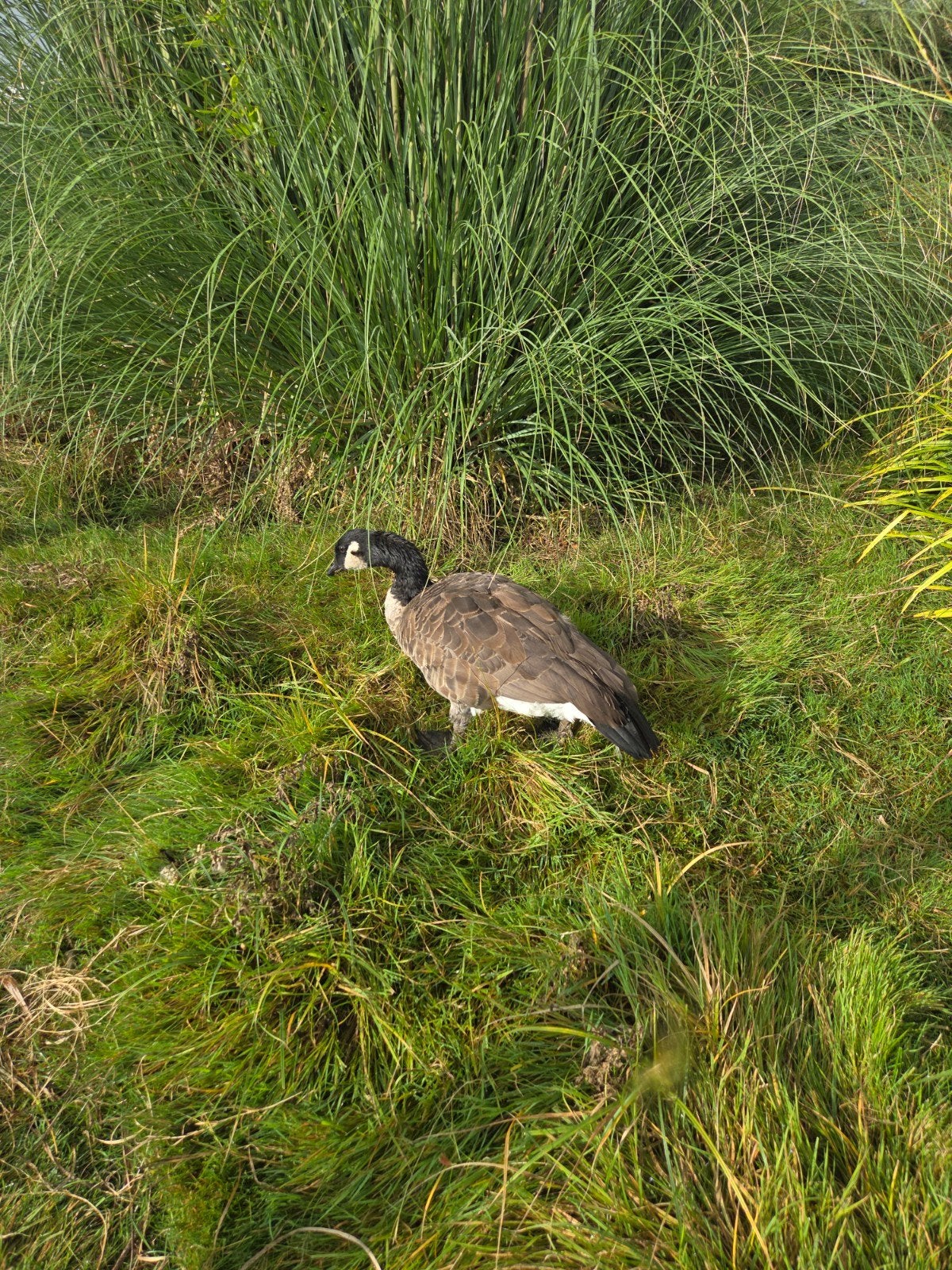 Canadese gans, Dieren en Toebehoren, Pluimvee, Mannelijk, Kip