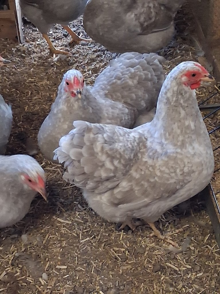 wyandotte haan, Mannelijk, Kip
