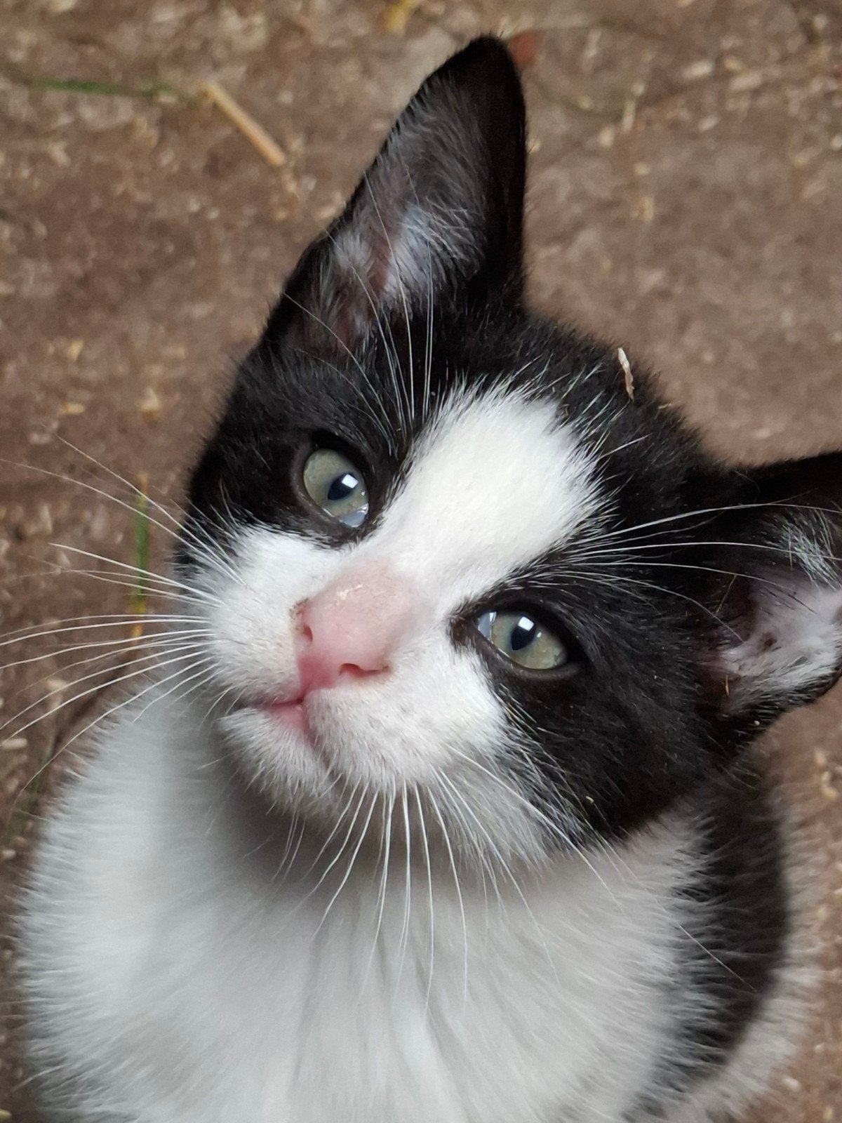 Kittens,  cypers, zwart en zwart/wit, direct beschikbaar., Meerdere dieren, Kortharig, 0 tot 2 jaar