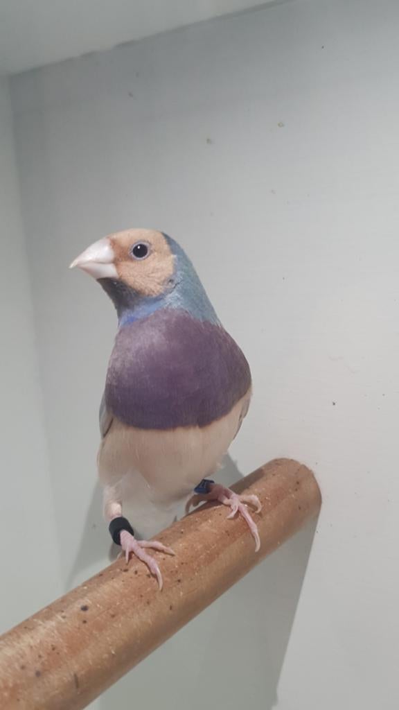 Pastel blauwe gouldamadine man te ruil aangeboden., Mannelijk, Tropenvogel, Geringd