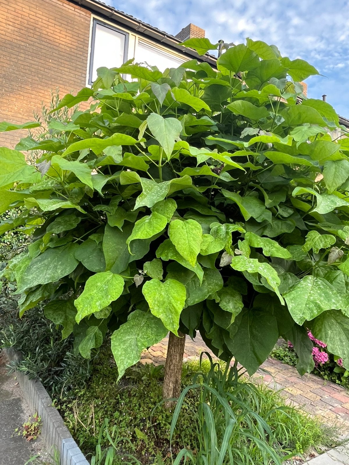 Catalpa, Ophalen, Volle zon, Overige soorten, 100 tot 250 cm
