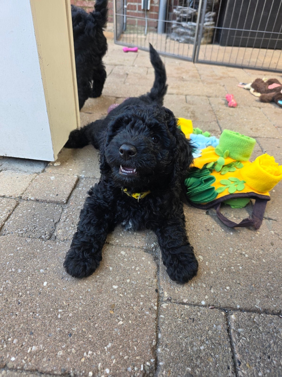 Nog 1  mooie goldendoodle F4 multigen pup, Parvo, 8 tot 15 weken, Meerdere, Meerdere dieren