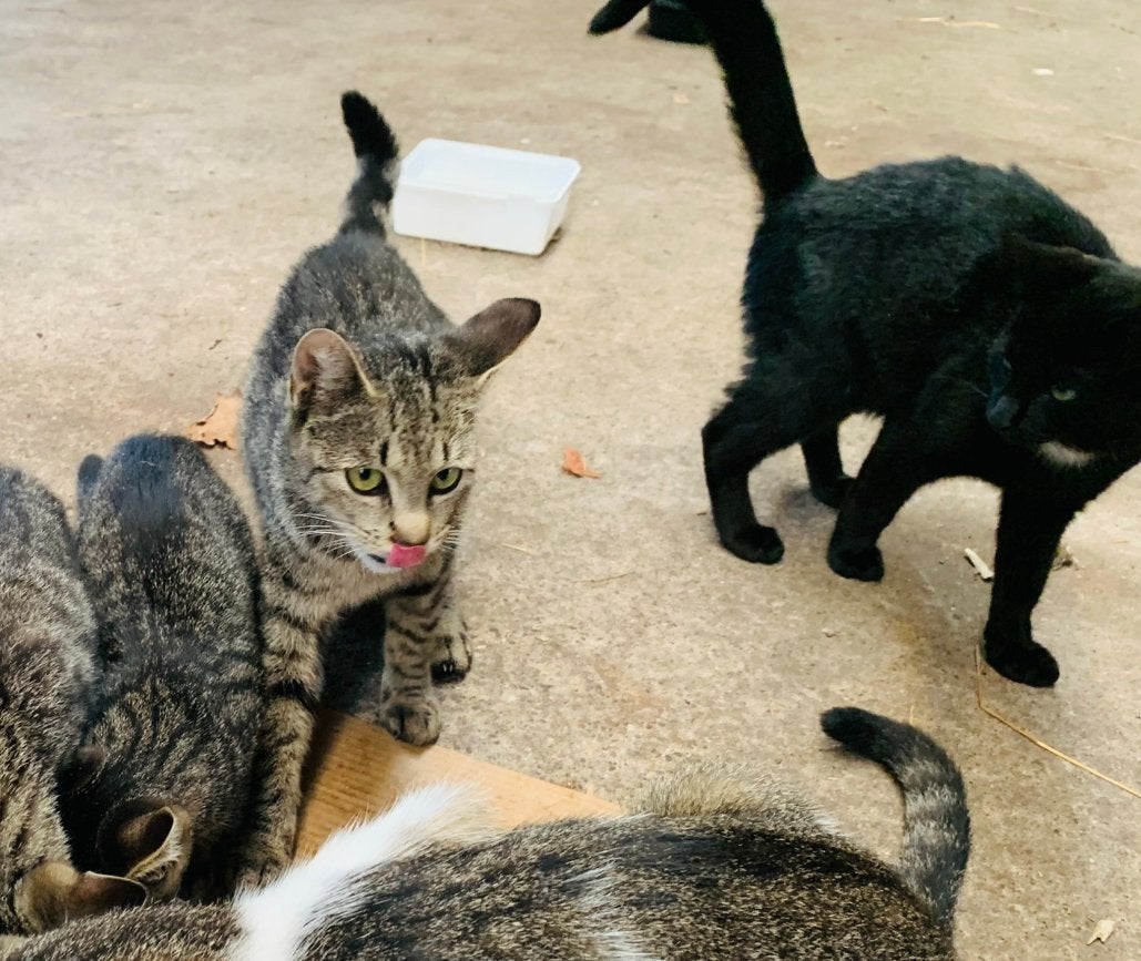Te koop 3 jonge katten, Dieren en Toebehoren, Kater, 0 tot 2 jaar