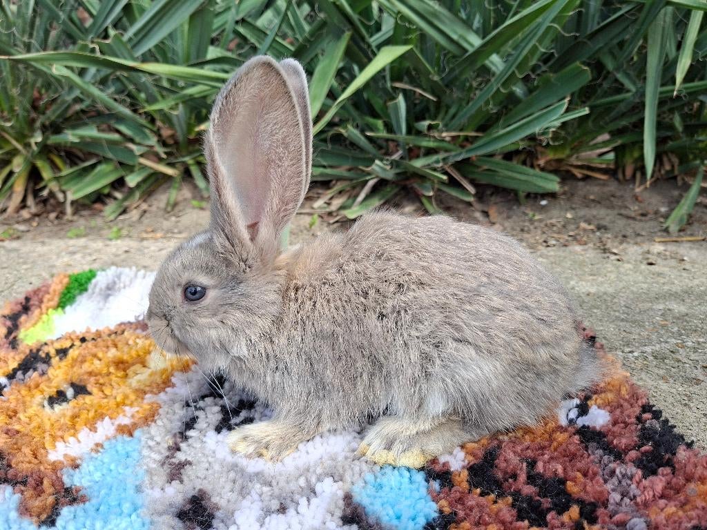 Duitse reus, Dieren en Toebehoren, Konijnen, Mannelijk, Groot, 0 tot 2 jaar