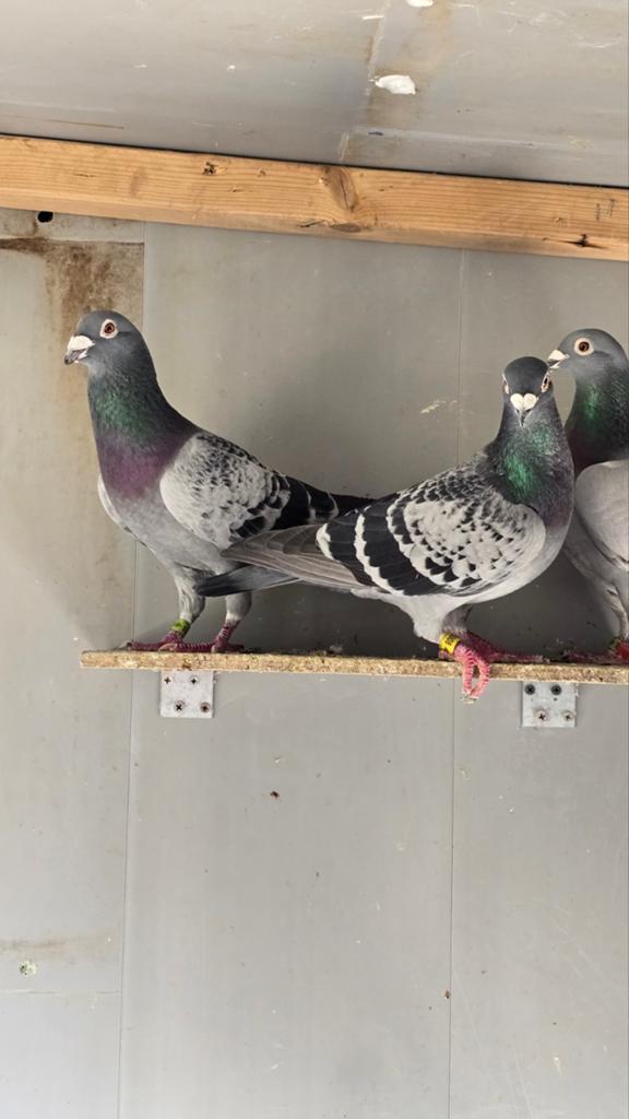 Post duiven, Meerdere dieren, Postduif