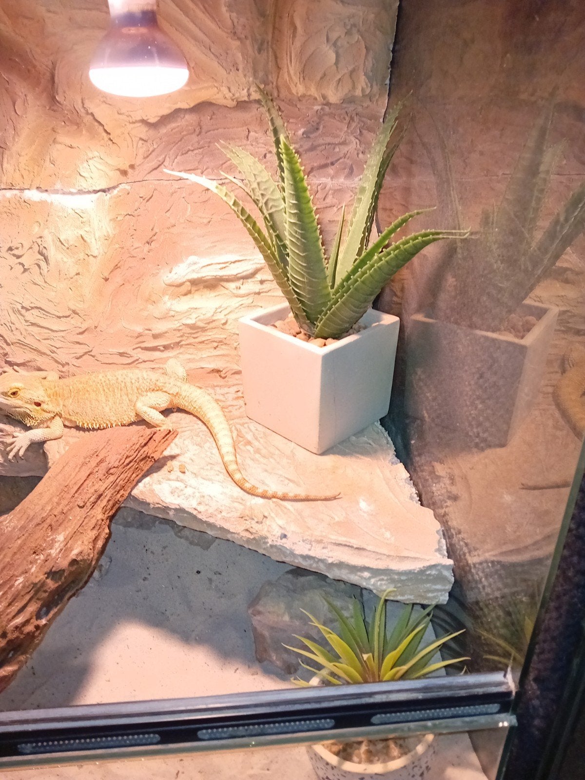 te koop koppel baardagamen met terraium van 120 bij 50 en 60, Hagedis, Met terrarium, 0 tot 2 jaar