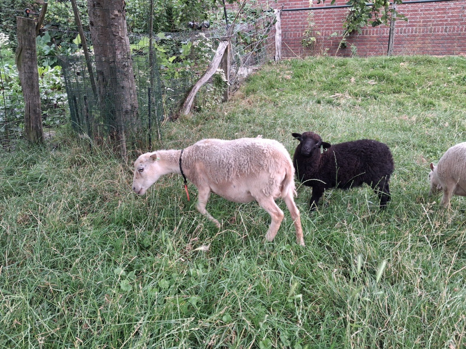 Ouessant schapen, Dieren en Toebehoren, Vrouwelijk, Schaap