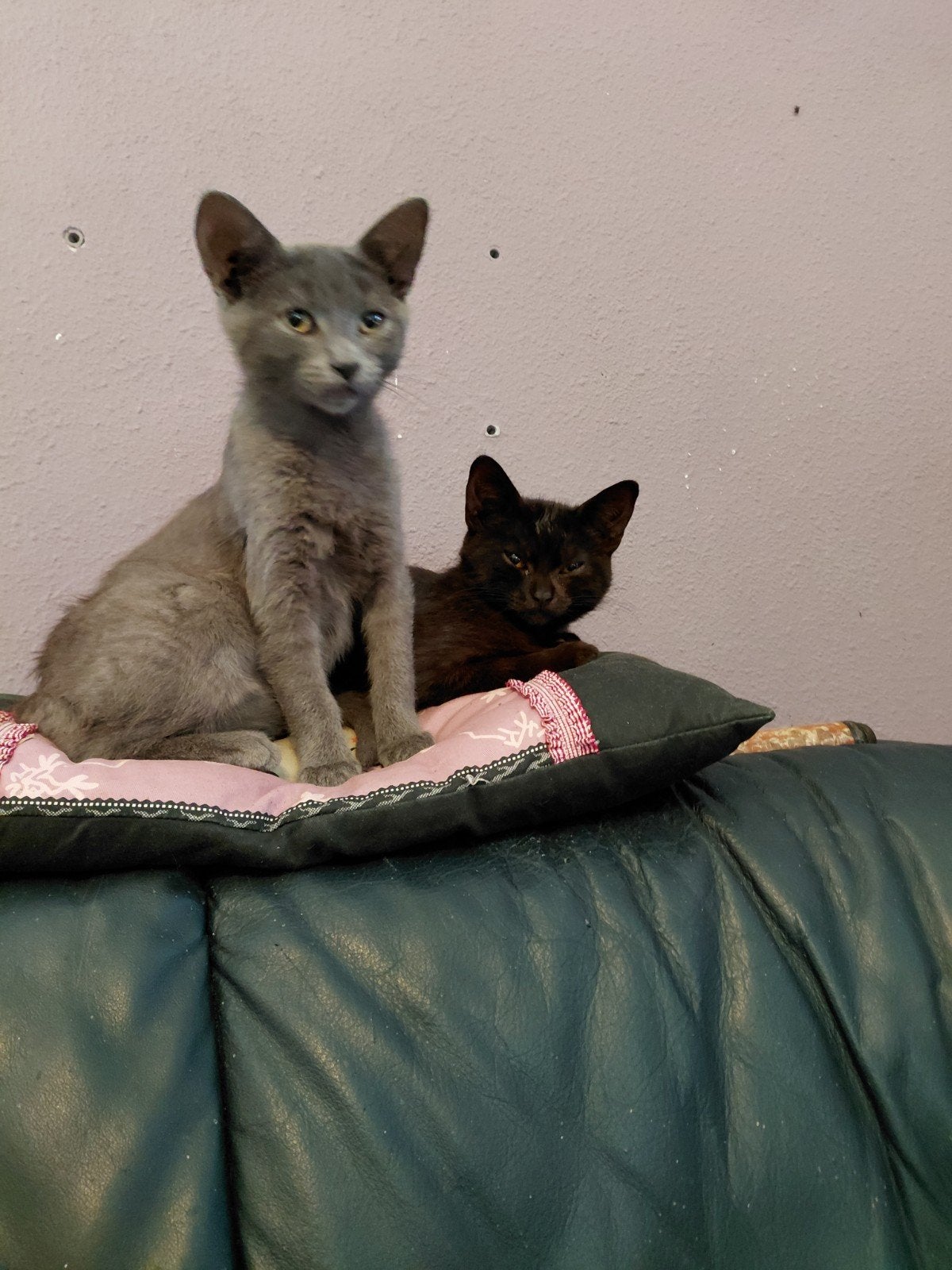 chartreux poesje en  blauw katerje, Dieren en Toebehoren, Katten en Kittens | Raskatten | Korthaar, Meerdere dieren, 0 tot 2 jaar