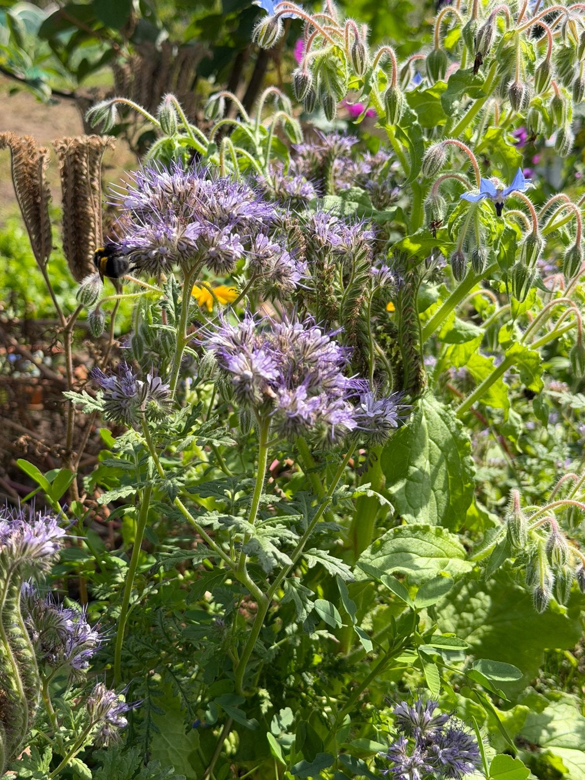 Phacelia, eenjarige bijenplant/groenbemesting, Ophalen of Verzenden, Overige soorten, Volle zon