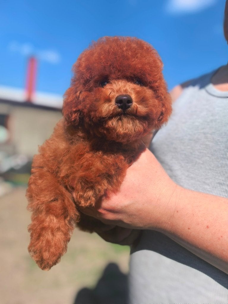Toy poodle, Dieren en Toebehoren, Honden | Chihuahua's en Gezelschapshonden, Parvo, Poedel, 8 tot 15 weken, Buitenland