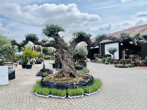 Olijfboom pon-pon - Olea Europaea - Stamomvang 175 - 200 cm, Tuin en Terras, Planten | Bomen, Ophalen of Verzenden, Olijfboom