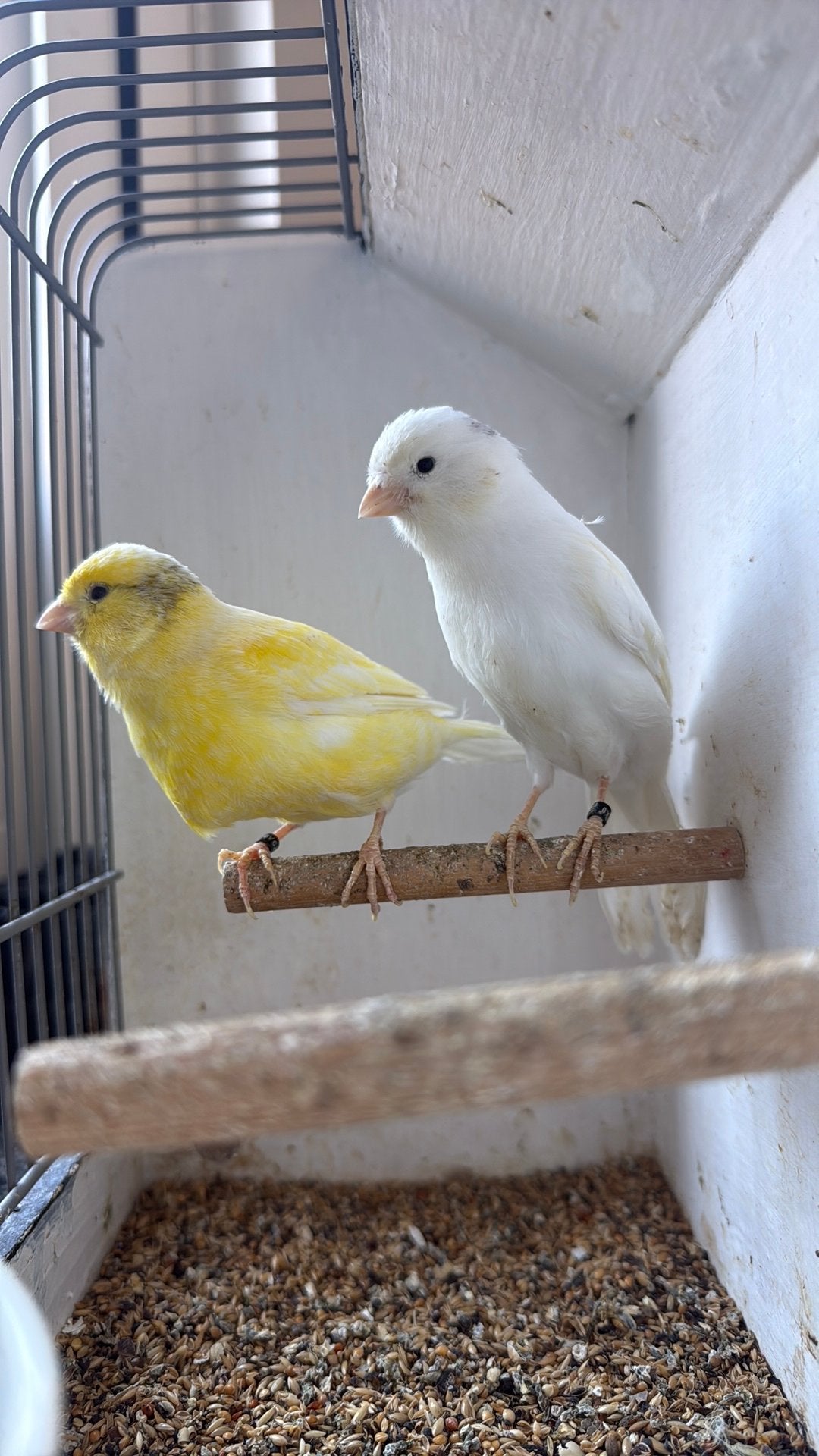 Prachtige koppel witte waterslagers, Meerdere dieren, Zangkanarie