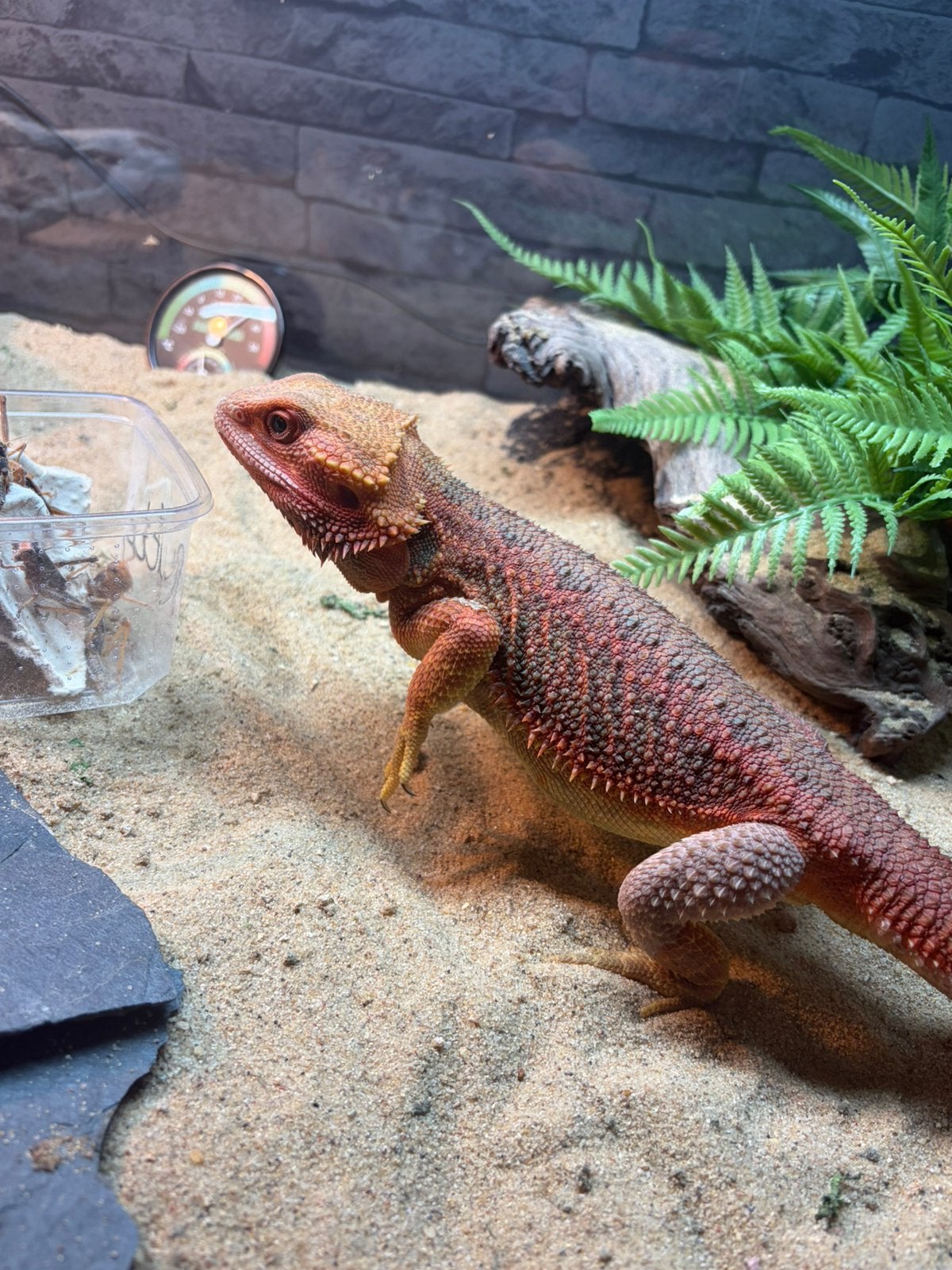 Baardagaam translucent - kooi 1,20 ,50,50 Bearded Dragon - female for sale from Lp