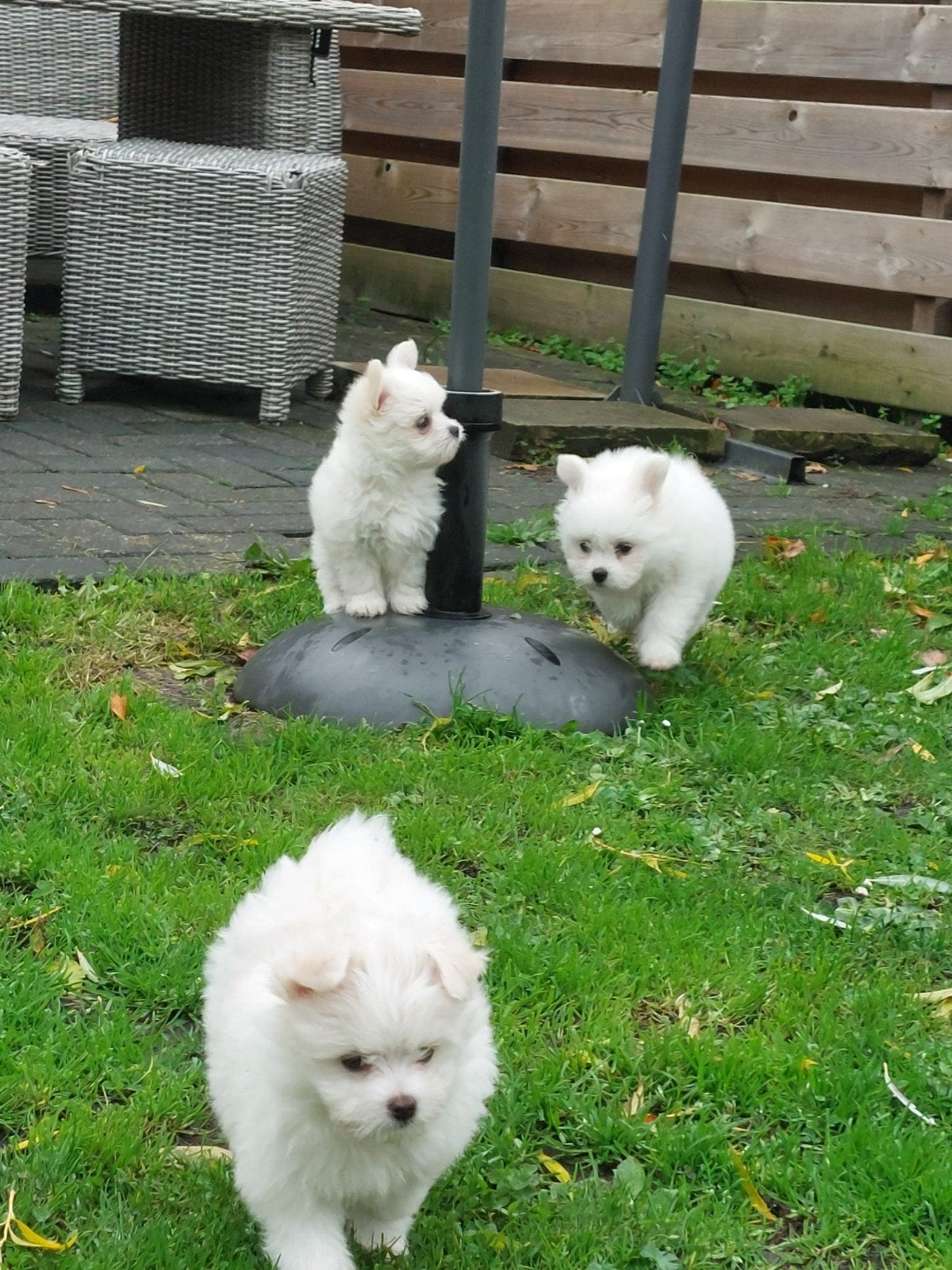 pomchi/boomer puppy's, Reu, 8 tot 15 weken, Meerdere, Nederland