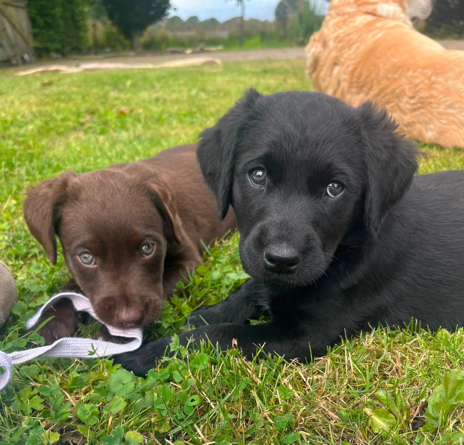 labrador  friese stabij, 8 tot 15 weken, Labrador retriever, Parvo, Meerdere