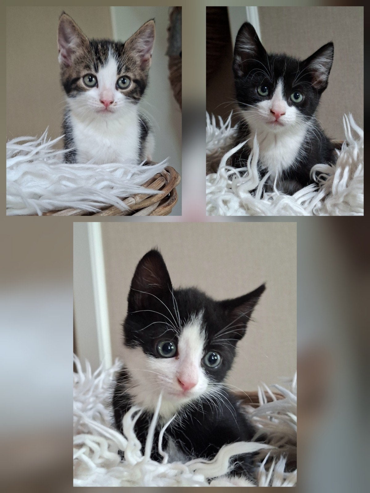 Prachtige lieve tamme kittens opgegroeid in huis!, Dieren en Toebehoren, Meerdere dieren, Kortharig, 0 tot 2 jaar