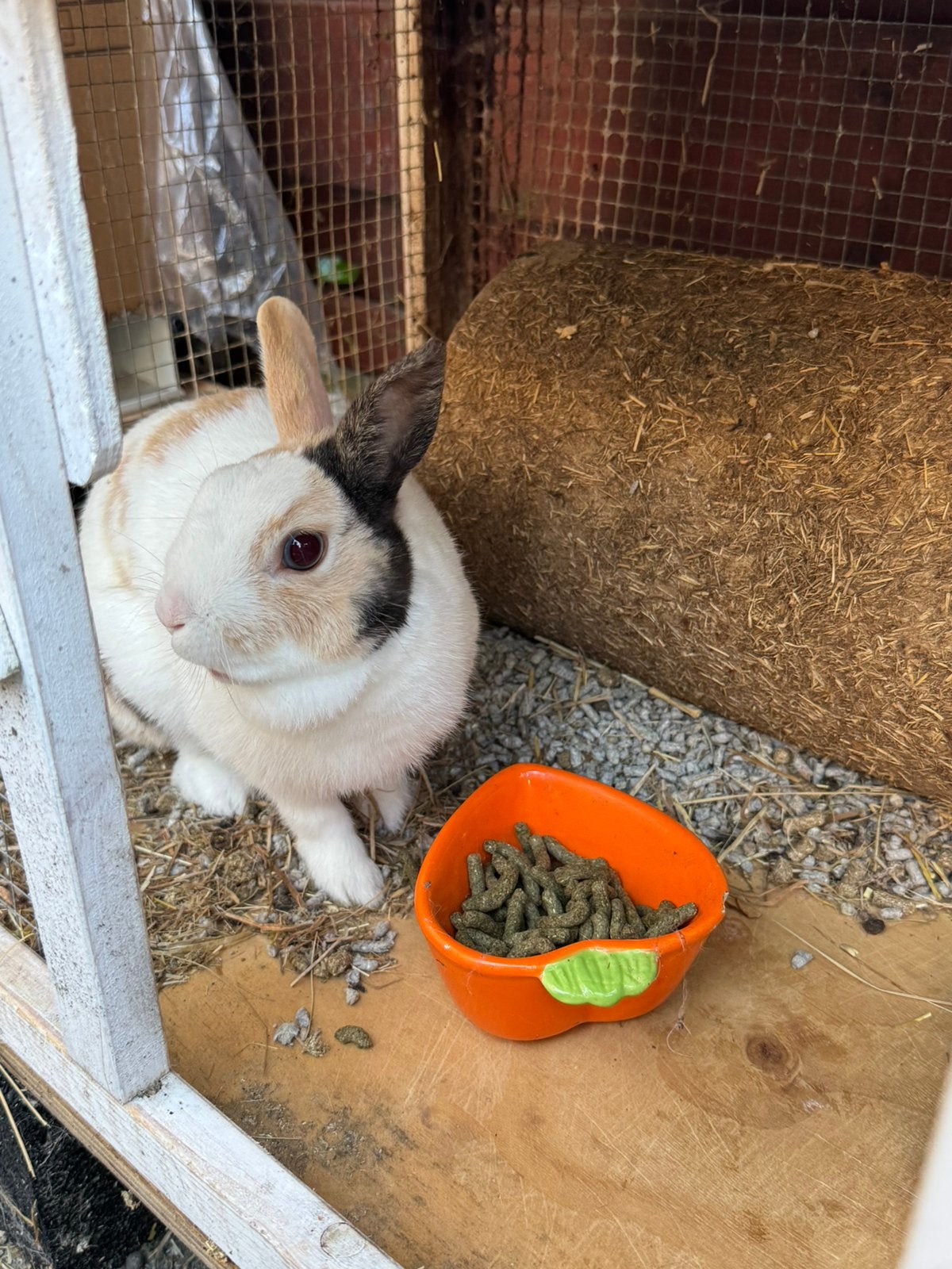 🐰 Gratis konijn Elsa met hok – deze week ophalen, Ophalen, Zo goed als nieuw, Overige typen