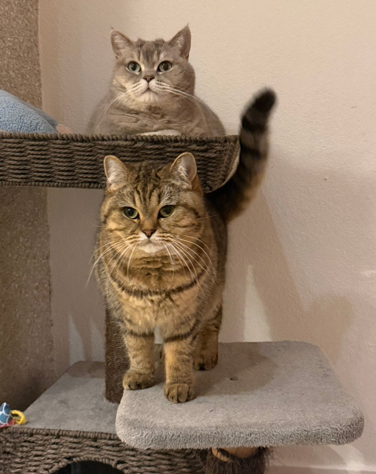 Poezen Mimi en Nala, Ophalen of Verzenden, Zo goed als nieuw