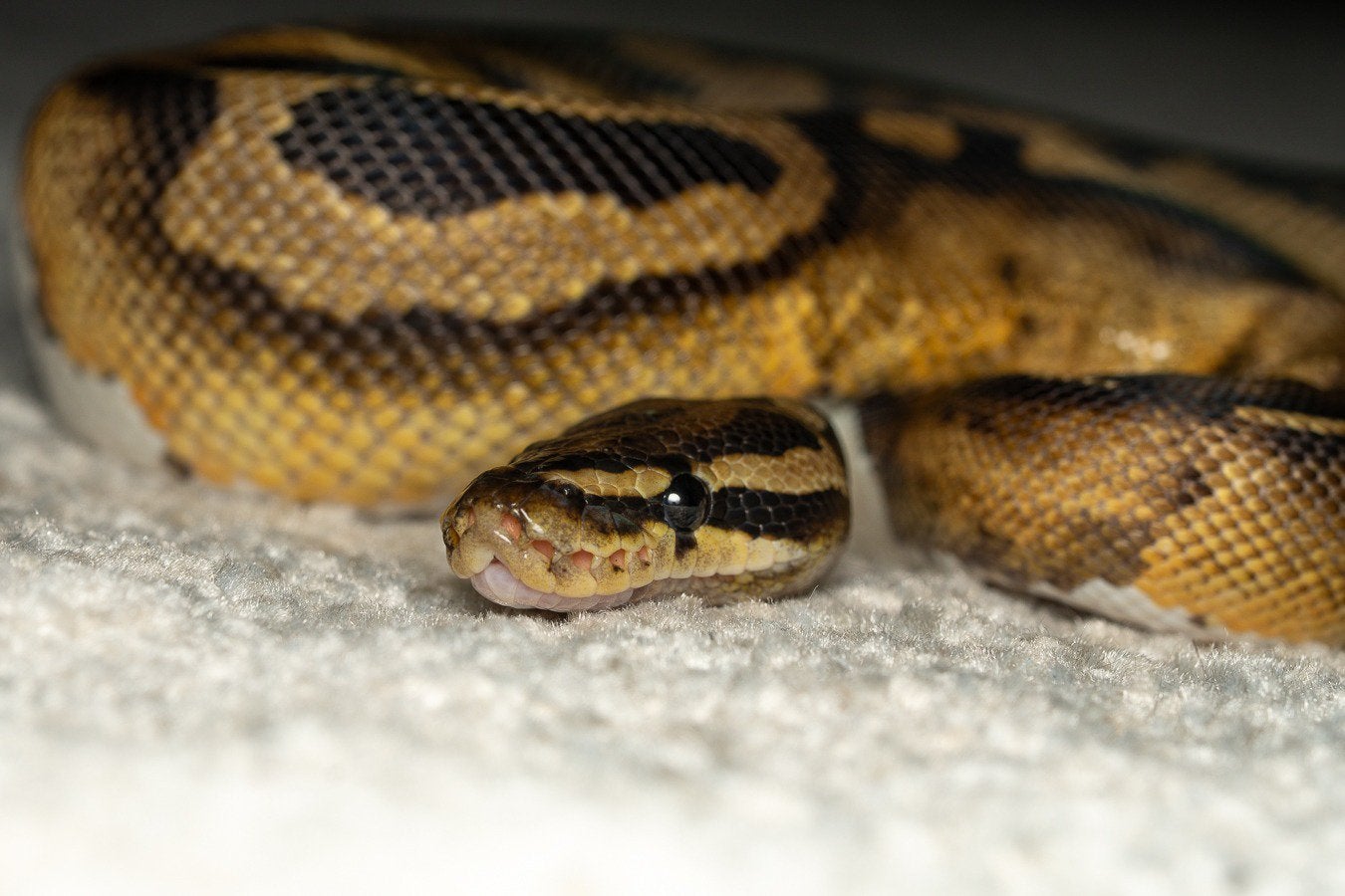 Ball Python (Pied-female), 2 years old, complete terrarium Ball Python - female for sale from Ciprian Dita