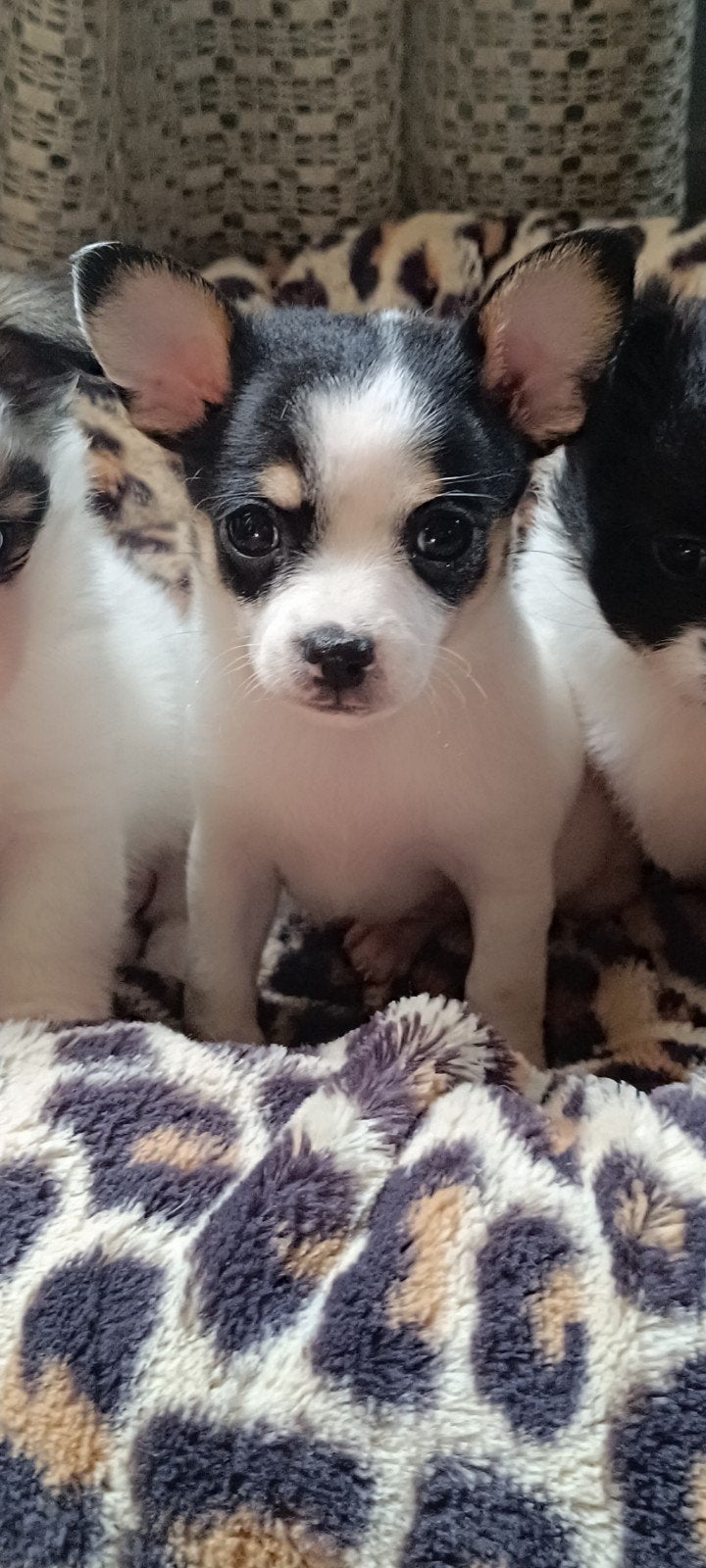 chihuahua pup, reutje, Reu, 8 tot 15 weken, Eén hond, Chihuahua