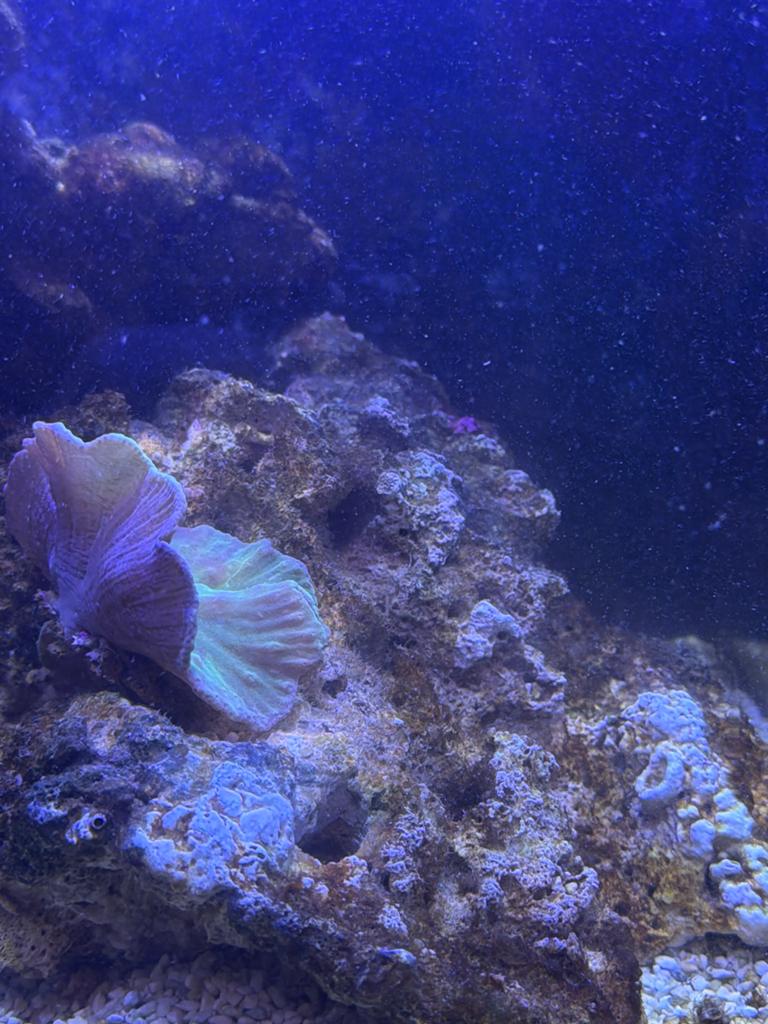 Zeewater aquarium, Vis