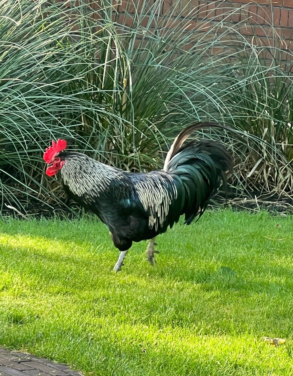 Mooie vruchtbare haan, Dieren en Toebehoren, Pluimvee, Mannelijk, Kip