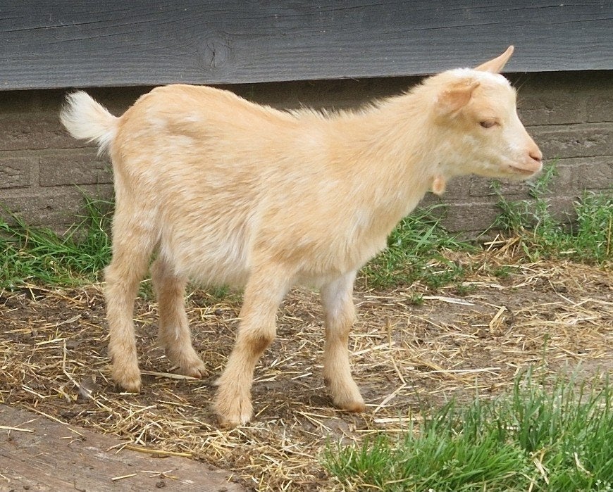 camel bokje, Dieren en Toebehoren, Mannelijk, Geit, 0 tot 2 jaar