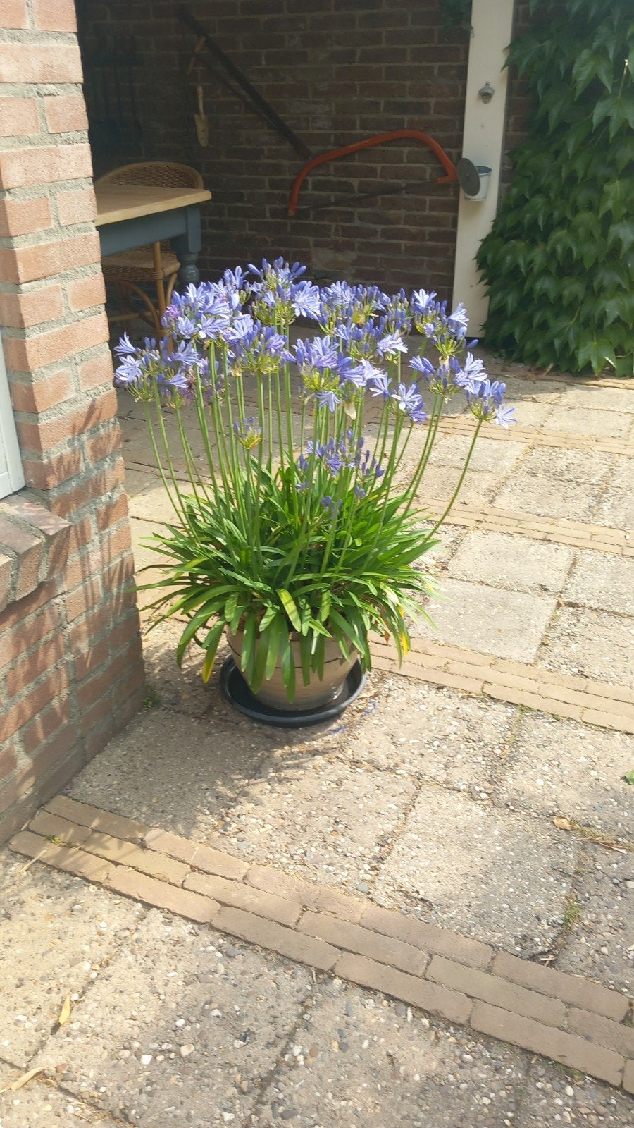 Agapanthus (Afrikaanse Lelie) in pot, Volle zon, Vaste plant, Zomer, Ophalen