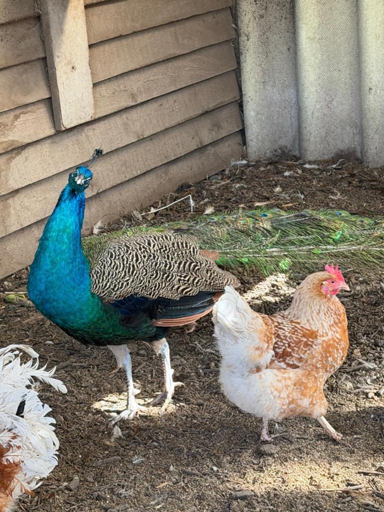 Jonge Pauwen haan, Dieren en Toebehoren, Pluimvee, Mannelijk, Overige soorten