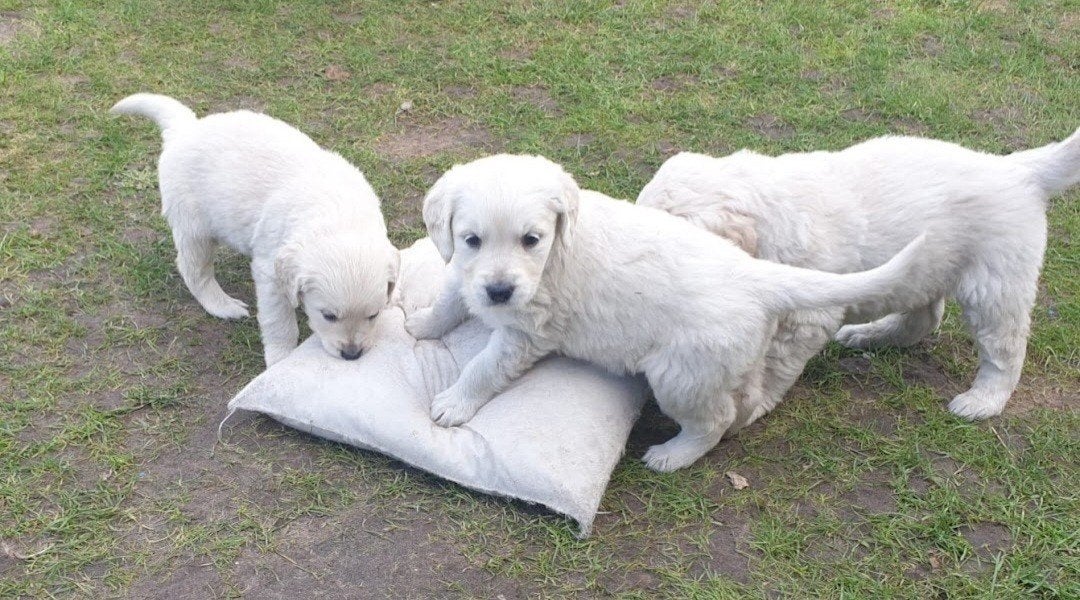 Golden retriever pups, Golden retriever, 8 tot 15 weken, Parvo, Meerdere