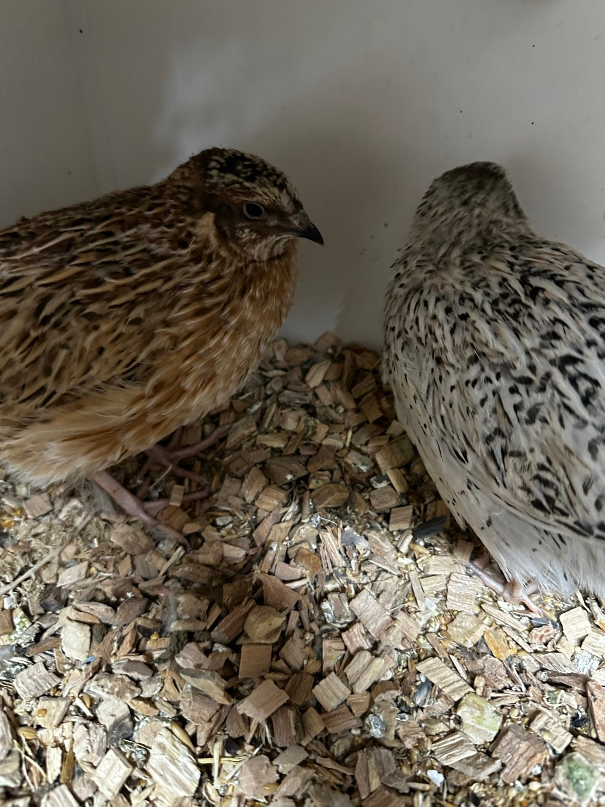 Japanse kwartels, Meerdere dieren